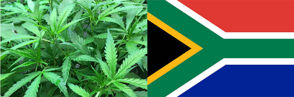 Dagga Oil South Africa